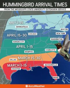 Hummingbird migration 