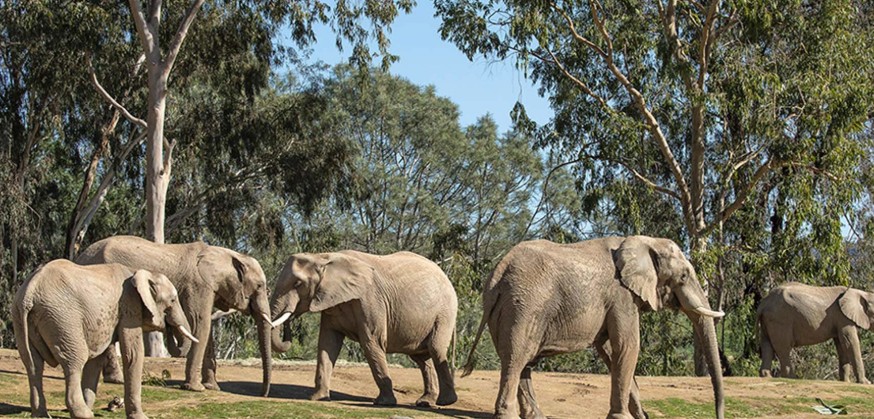Elephants at San Diego Zoo