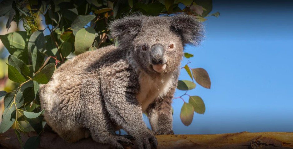 Koala San Diego