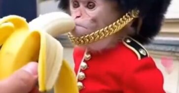 Not Today, I’m Working