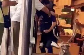 Deer, Nara and Japan: What This Video Really Says About Respect in Japanese Society