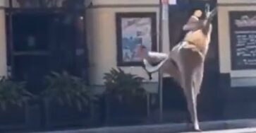 Man vs Kangaroo Fight - Australia