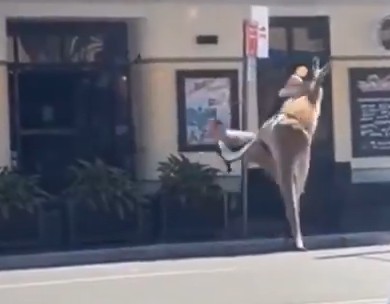 Man vs Kangaroo Fight - Australia
