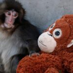 Punch The Monkey Didn't Just Go Viral. He Emptied Ikea Shelves.