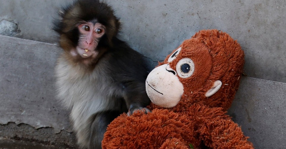 Punch The Monkey Didn't Just Go Viral. He Emptied Ikea Shelves.